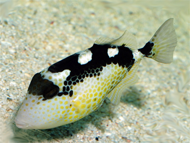 Abalistes stellatus